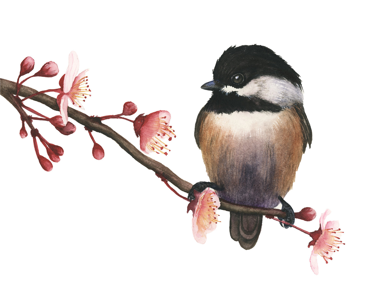 Bird perched on a branch with pink flowers on a white background