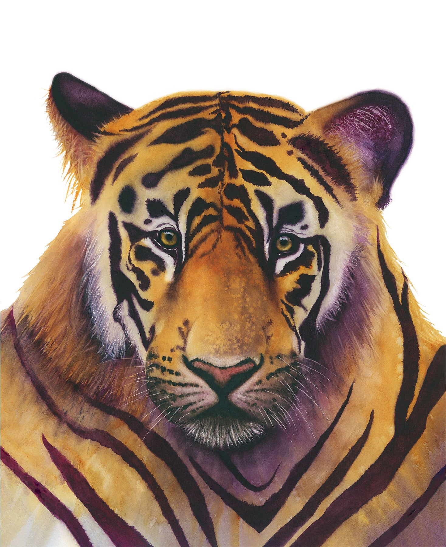 Watercolor portrait of a Bengal tiger in deep gold and dark purple tones against a white background