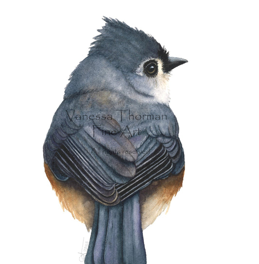 Illustration of a Tufted Titmouse bird 