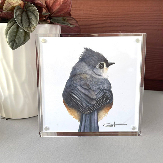 Framed illustration of a Tufted Titmouse bird 