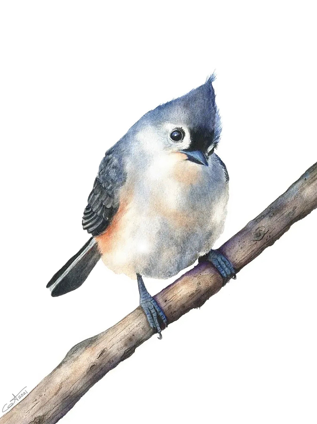 Tufted Titmouse | Titmouse Watercolor Art Print | Bird Art Giclée