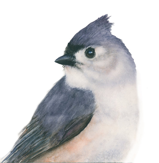 TILLY | Tufted Titmouse Portrait | Songbird Original Watercolor Painting