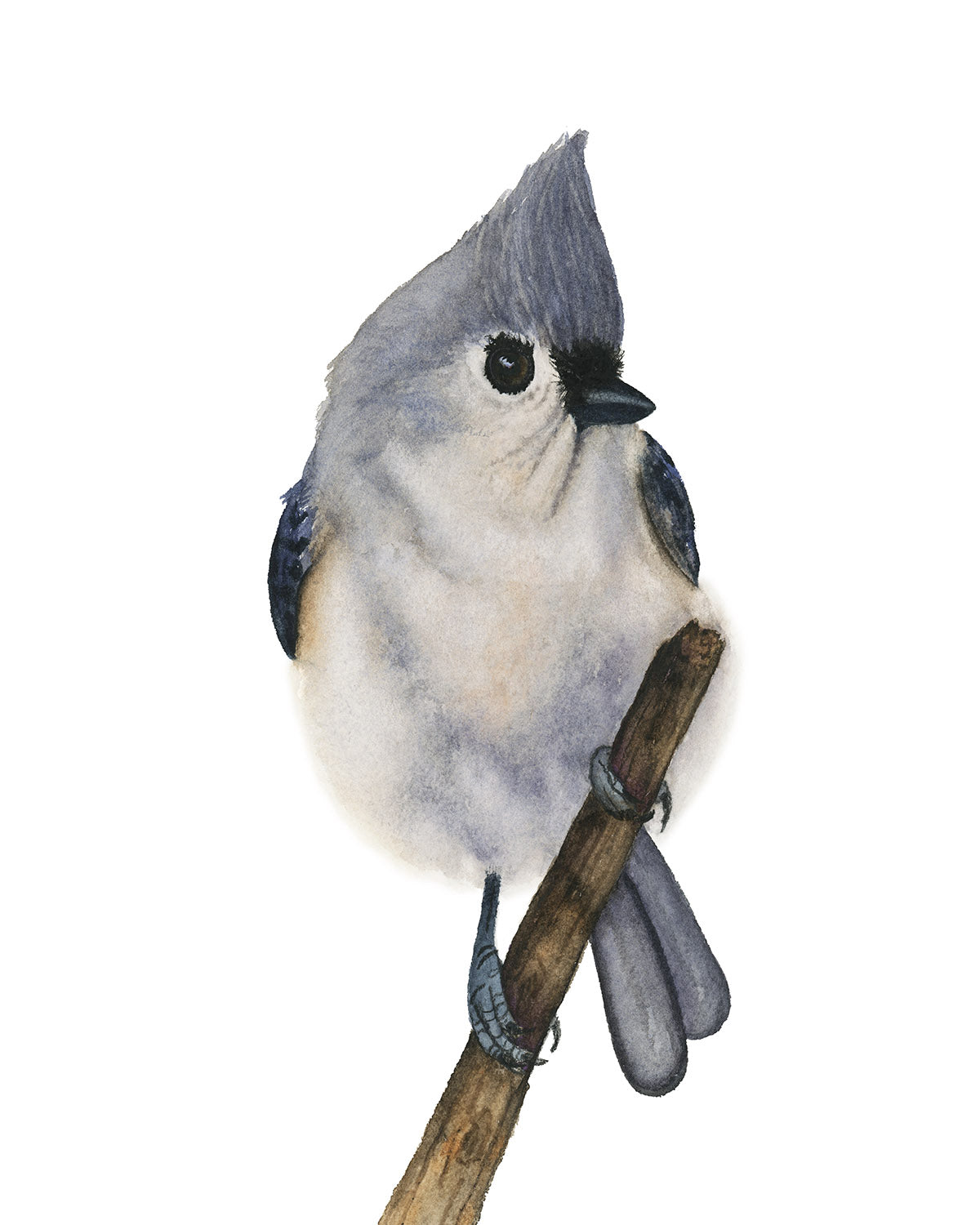 WINTER'S CROWN | Tufted Titmouse Watercolor Art | Original Bird Painting by Vanessa Thorman