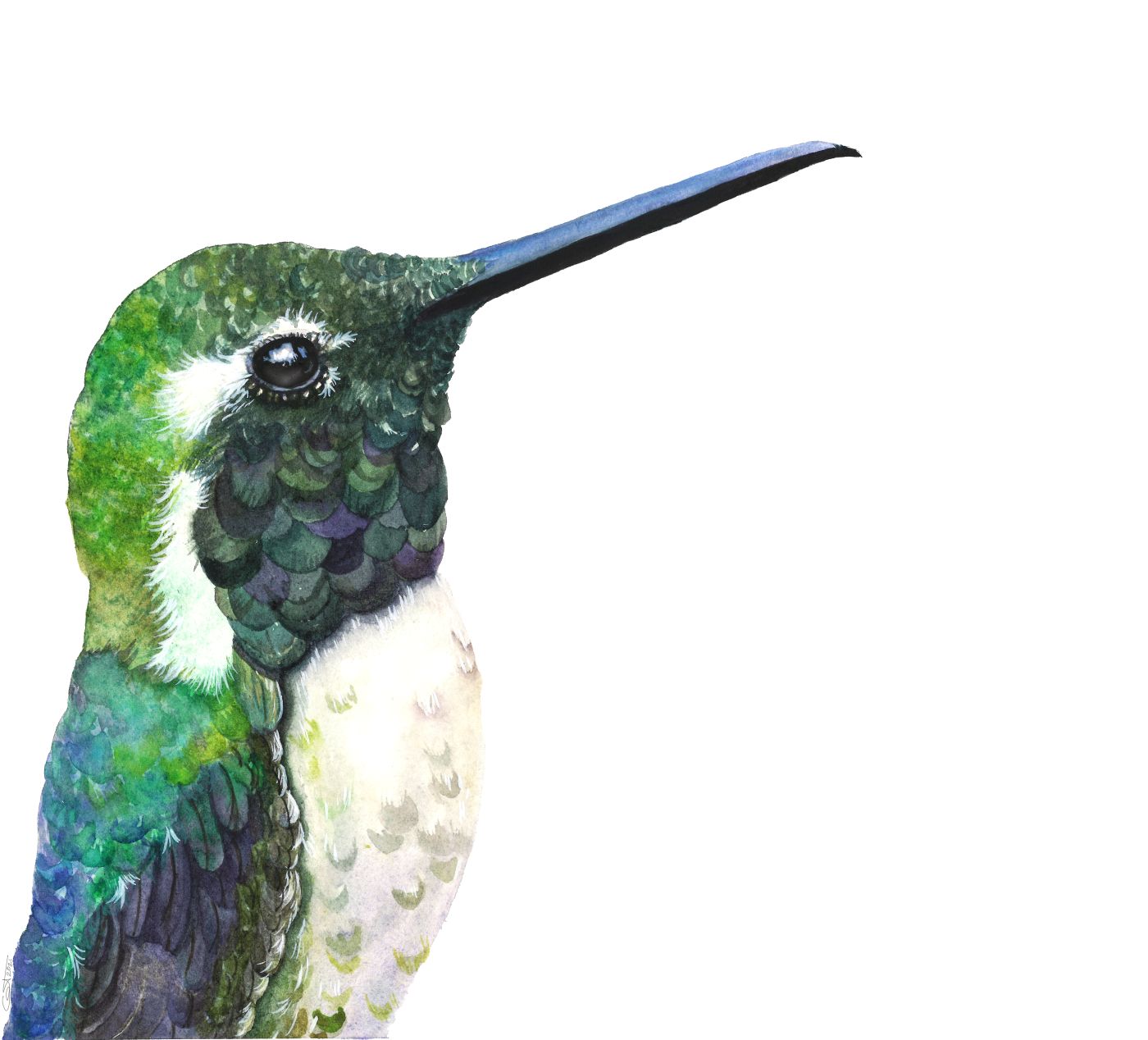 Watercolor hummingbird art print