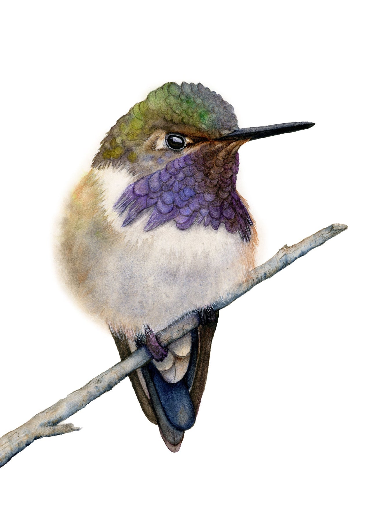 Colorful hummingbird perched on a branch against a white background
