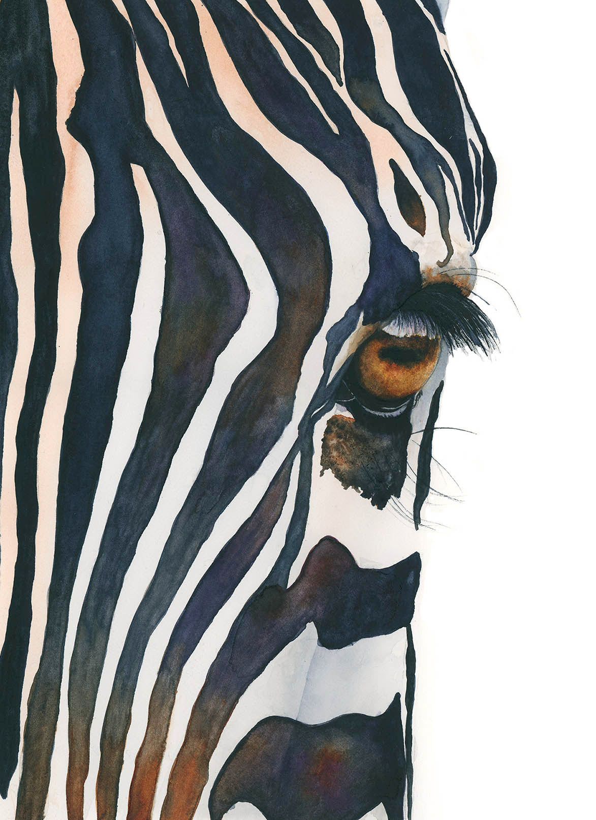 Close-up of a zebra's eye with black and white stripes on a white background