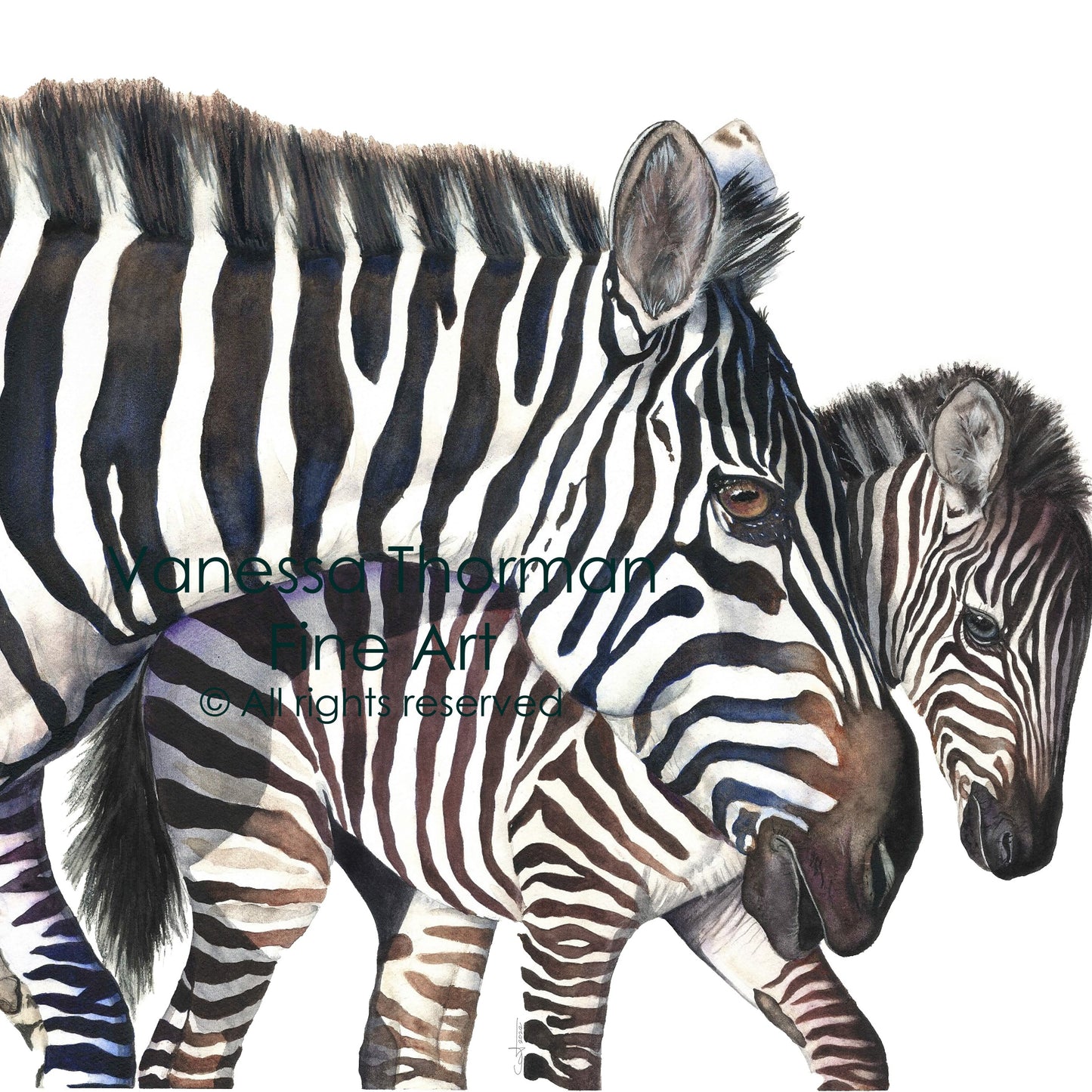 Zebras - Fine Art Print