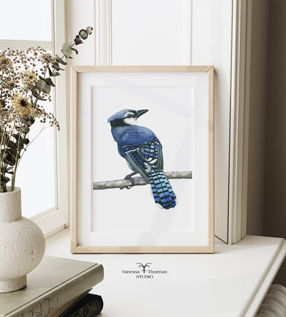 Blue Jay Watercolor Art Print – Vibrant Songbird Illustration – Fine Art Giclée Print