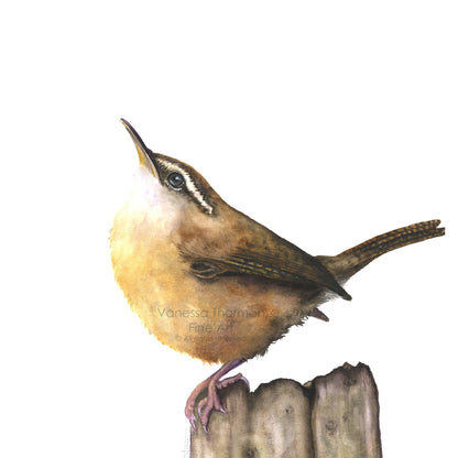 carolina-wren-watercolor-art-print