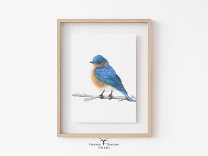 eastern-bluebird-watercolor-art-print-1