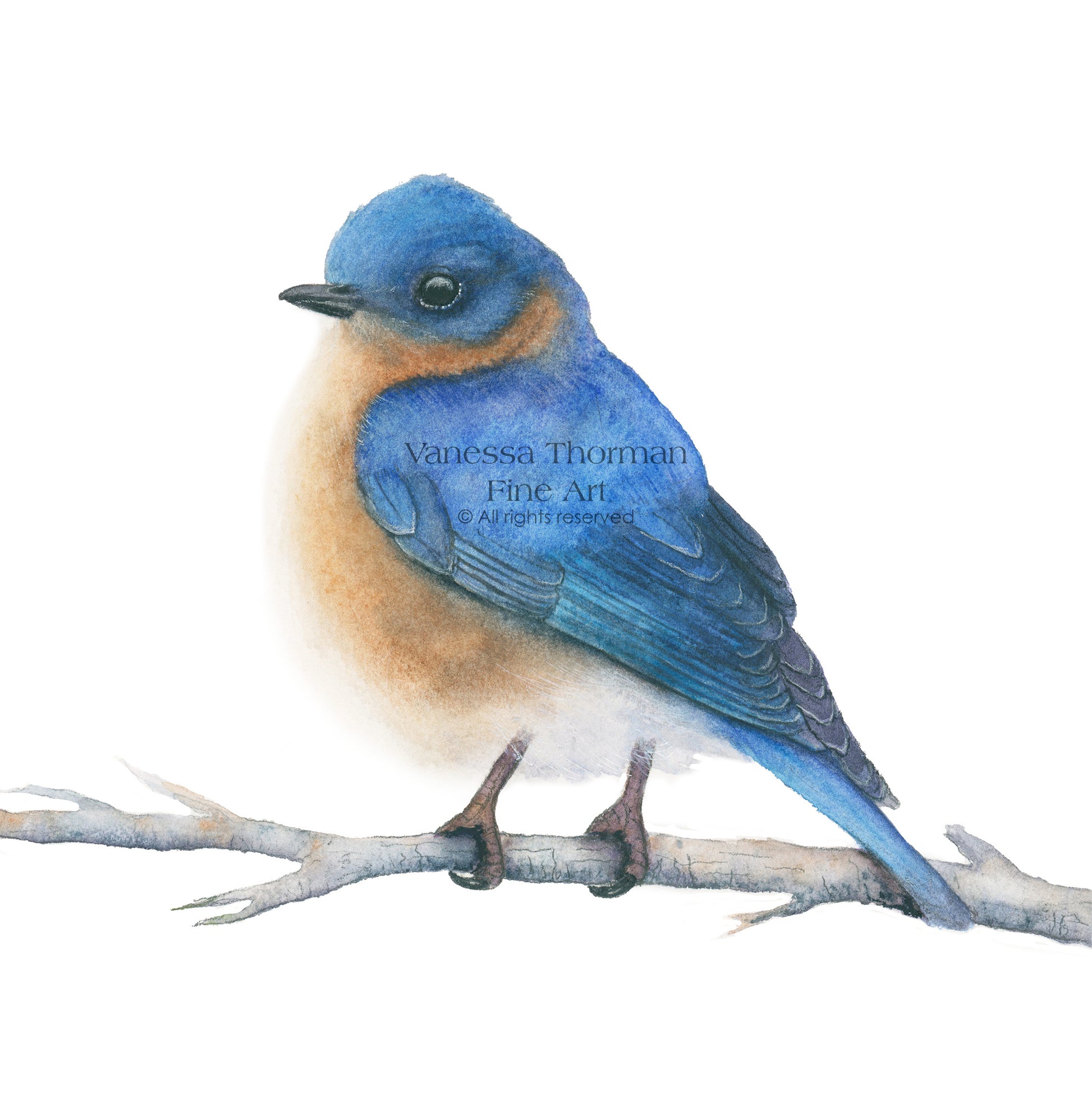 eastern-bluebird-watercolor-art-print-1