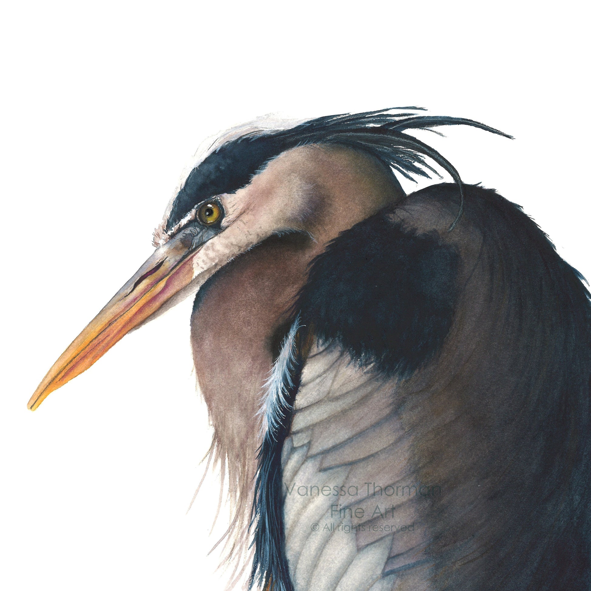 great-blue-heron-watercolor-art-print-1