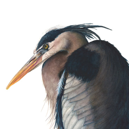 great-blue-heron-watercolor-art-print-1
