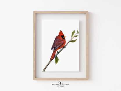northern-cardinal-watercoor-art-print-1