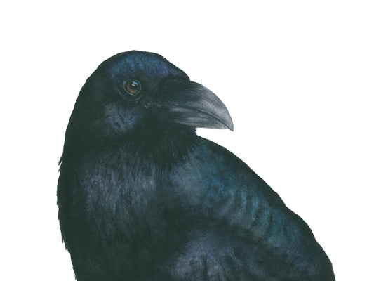 Raven | Raven Watercolor Fine Art Print | Bird Art Giclée