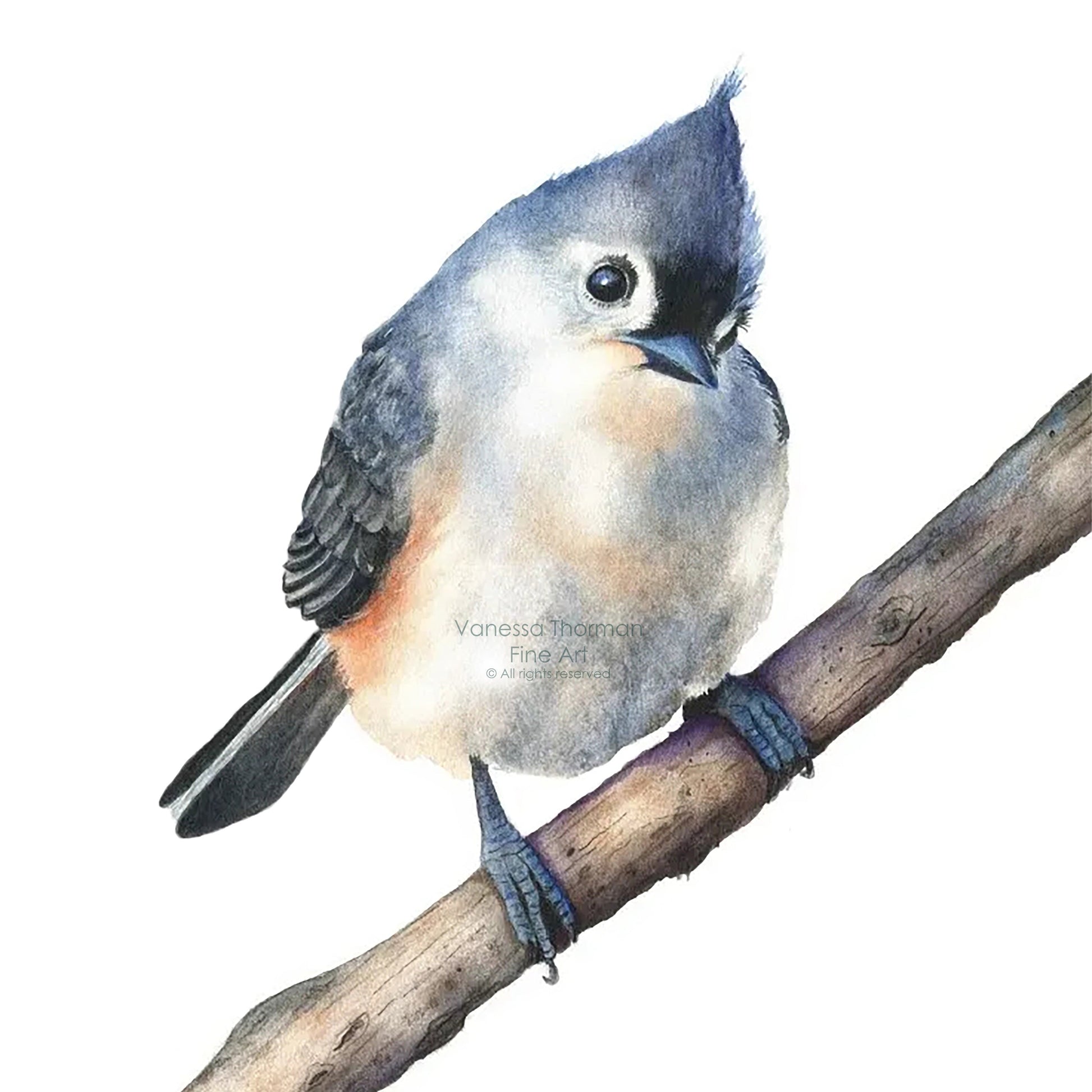 tufted-titmouse-watercolor-art-print--1